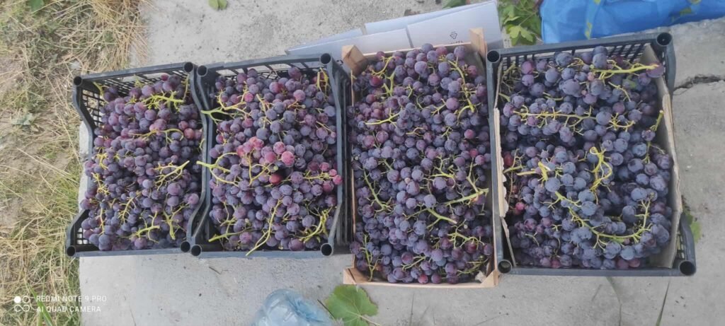 Grapes, different types