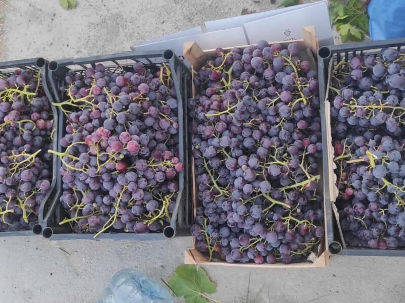 Grapes, different types