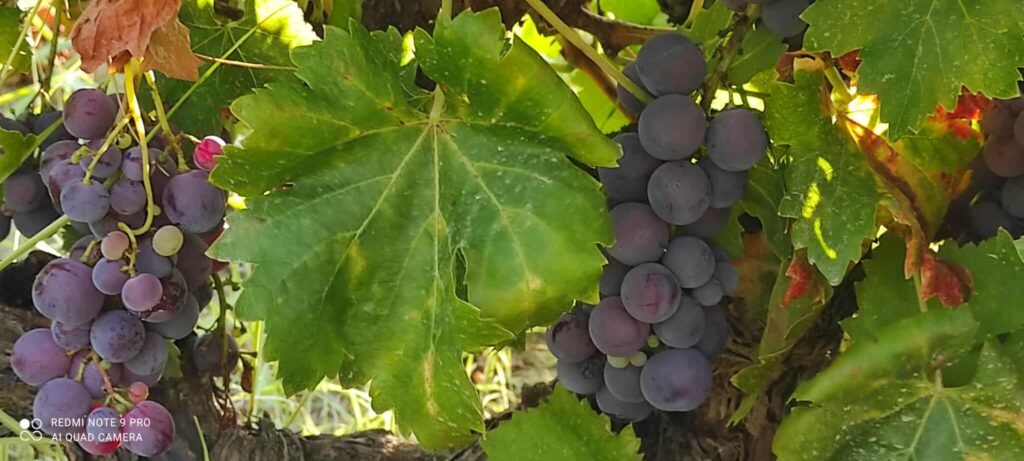 Grapes, different types