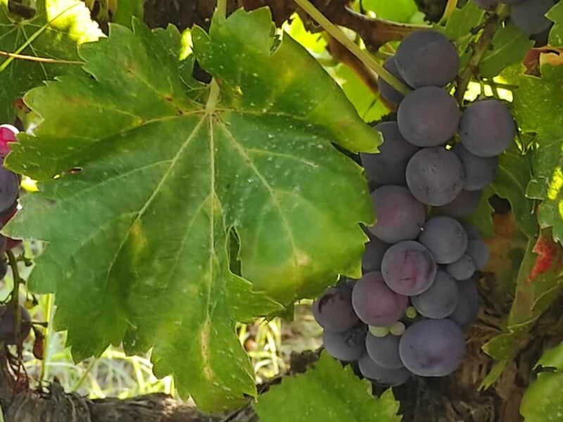 Grapes, different types